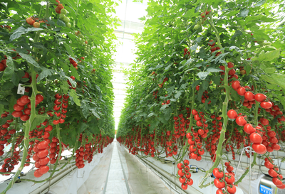 中荷智慧农业产业园青岛西海岸新区开建 投资16亿元，助力农产品出口新升级