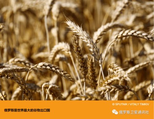 俄罗斯食品的生态性 驱动农产品出口的核心优势