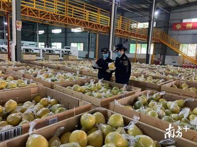 梅州八家种植场获评省级出口示范基地，为山区农产品出山注入强劲动力